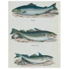 John Derian Salmon / Common Cod / Haddock (p 322)