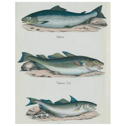John Derian Salmon / Common Cod / Haddock (p 322)
