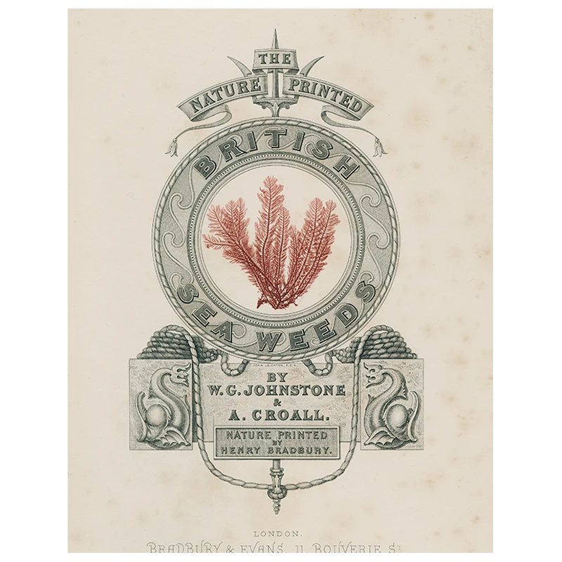 John Derian Purple British Seaweeds (p 324) Decoupage 3 John Derian Purple British Seaweeds (p 324) Decoupage