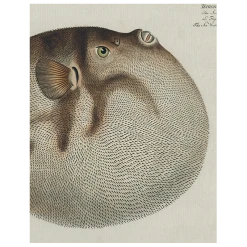 John Derian Decoupage Blowfish (p 326)