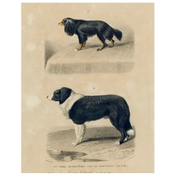 John Derian Decoupage King Charles Spaniel (p 329)