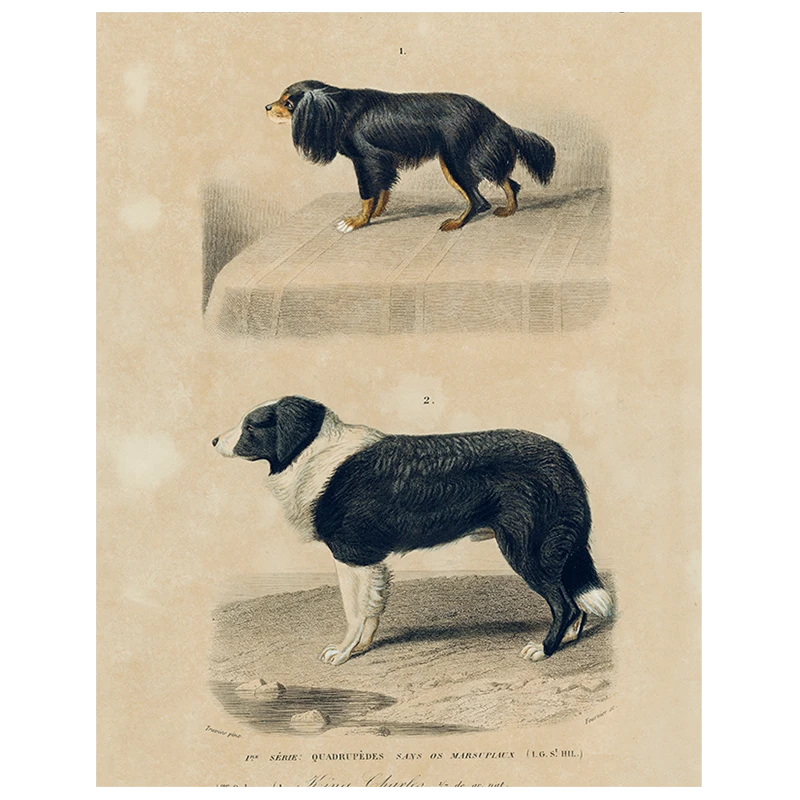 John Derian Decoupage King Charles Spaniel (p 329) 3 John Derian Decoupage King Charles Spaniel (p 329)