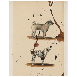 John Derian Pug Dog (p 330) Decoupage