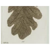 John Derian Brown Leaf (p 338)