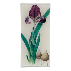 John Derian Decoupage Iris 801