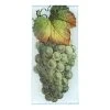 John Derian Grape - FINAL SALE