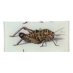 John Derian Locust Indica #2 - FINAL SALE