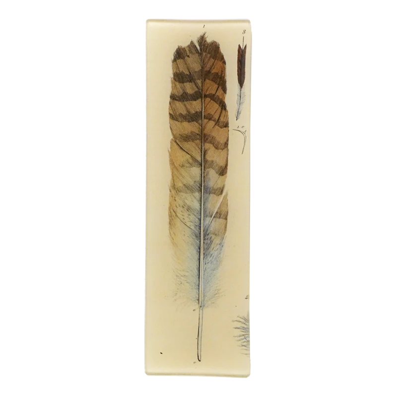 John Derian Feather Decoupage 3 John Derian Feather Decoupage