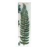 John Derian Decoupage Lonchite (Fern)