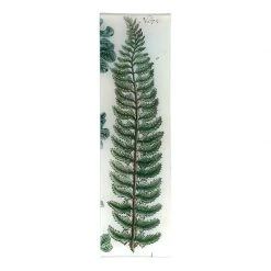 John Derian Decoupage Lonchite (Fern)