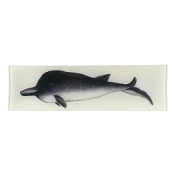 John Derian Decoupage Minke Whale