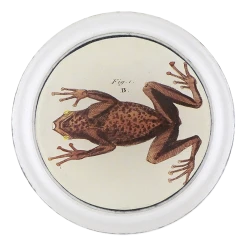 John Derian Decoupage Amphibian B