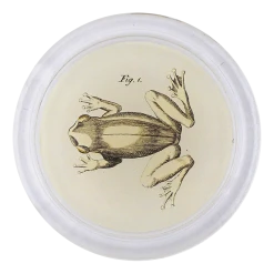 John Derian Decoupage Amphibian C