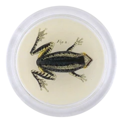 John Derian Decoupage Amphibian F