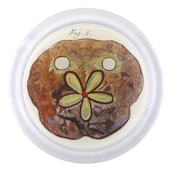 John Derian Decoupage Urchin Fig. 6 (Pl. 147)