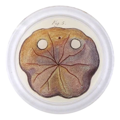 John Derian Urchin Fig. 5 (Pl. 147)