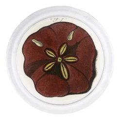 John Derian Decoupage Urchin Fig. 7 (Pl. 147)