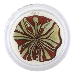 John Derian Decoupage Urchin Fig. 8 (Pl. 147)