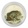 John Derian Frog 3 - FINAL SALE 4" Coasters