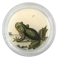 John Derian Frog 2 - FINAL SALE
