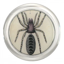 John Derian 4" Coasters Spider 3 - FINAL SALE
