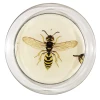 John Derian Bee 3 - FINAL SALE