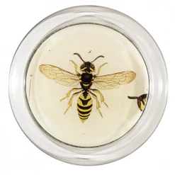 John Derian Bee 3 - FINAL SALE