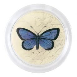 John Derian Decoupage Alcon Blue Butterfly (19th C. Naturalist)