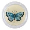 John Derian Arion Butterfly (19th C. Naturalist) Decoupage