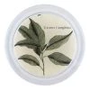 John Derian Camphor Leaves Decoupage