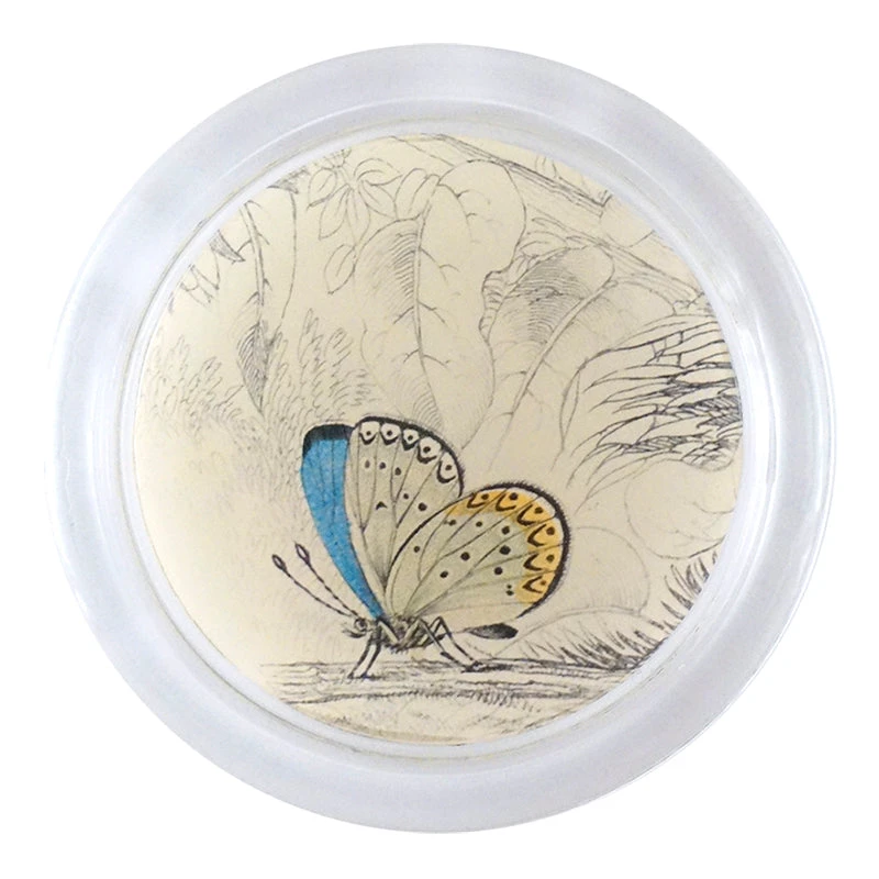 John Derian Clifden Blue Butterfly (19th C. Naturalist) 3 John Derian Clifden Blue Butterfly (19th C. Naturalist)