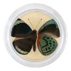John Derian Callith Leprienrii Feisth (Exotic Butterfly) - FINAL SALE