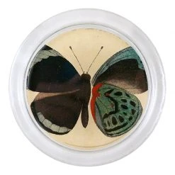 John Derian Callith Leprienrii Feisth (Exotic Butterfly) - FINAL SALE