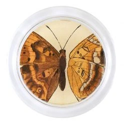 John Derian Parisatis Westw Female (Exotic Butterfly) - FINAL SALE