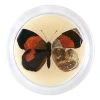 John Derian Pyramus Fabr (Exotic Butterfly) - FINAL SALE 4" Coasters 2 John Derian Pyramus Fabr (Exotic Butterfly) - FINAL SALE 4" Coasters