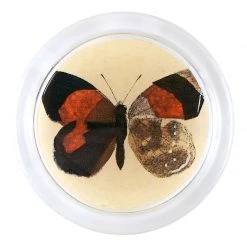 John Derian Pyramus Fabr (Exotic Butterfly) - FINAL SALE 4" Coasters