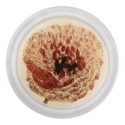 John Derian Ranunculus 850-D Decoupage