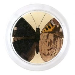 John Derian Agathina Cram (Exotic Butterfly) - FINAL SALE
