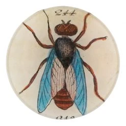 John Derian Blue Winged Insect