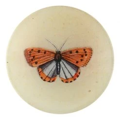 John Derian Coral Butterfly