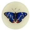 John Derian Decoupage Deep Blue Butterfly 2 John Derian Decoupage Deep Blue Butterfly