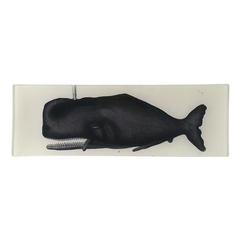 John Derian Sperm Whale 3 John Derian Sperm Whale