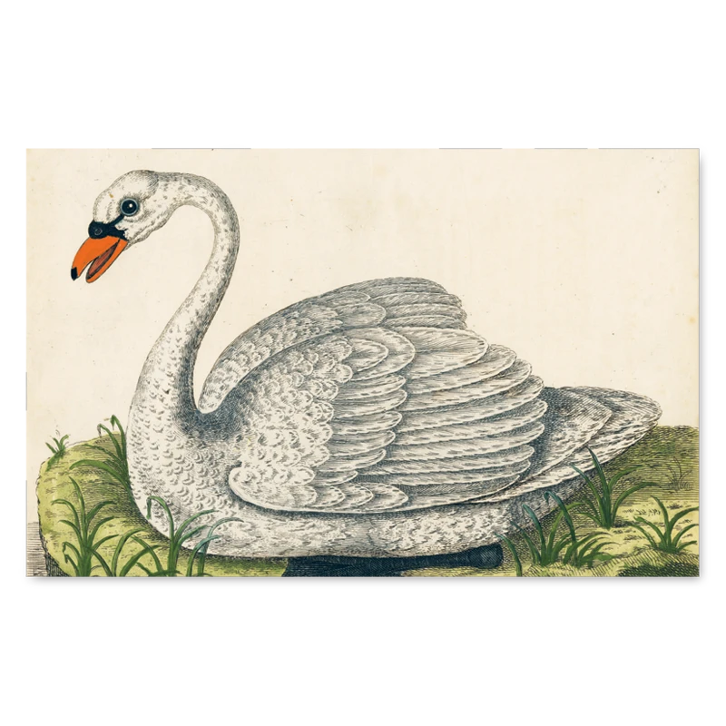 John Derian Company John Derian Picture Book With Eye Tote Small Goods 6 John Derian Company John Derian Picture Book With Eye Tote Small Goods