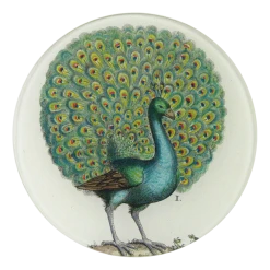 John Derian Coy Peacock