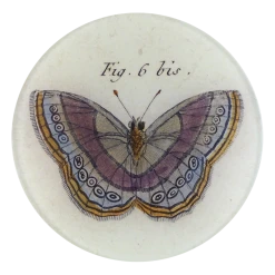 John Derian Fig. 6 Bis Butterfly