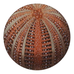 John Derian Red Sea Urchin Decoupage