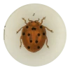 John Derian Tiny Dot Lady Bug