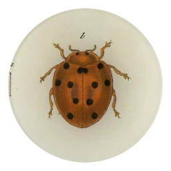 John Derian Tiny Dot Lady Bug