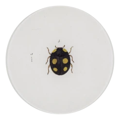 John Derian Decoupage Ladybird (Ladybug)