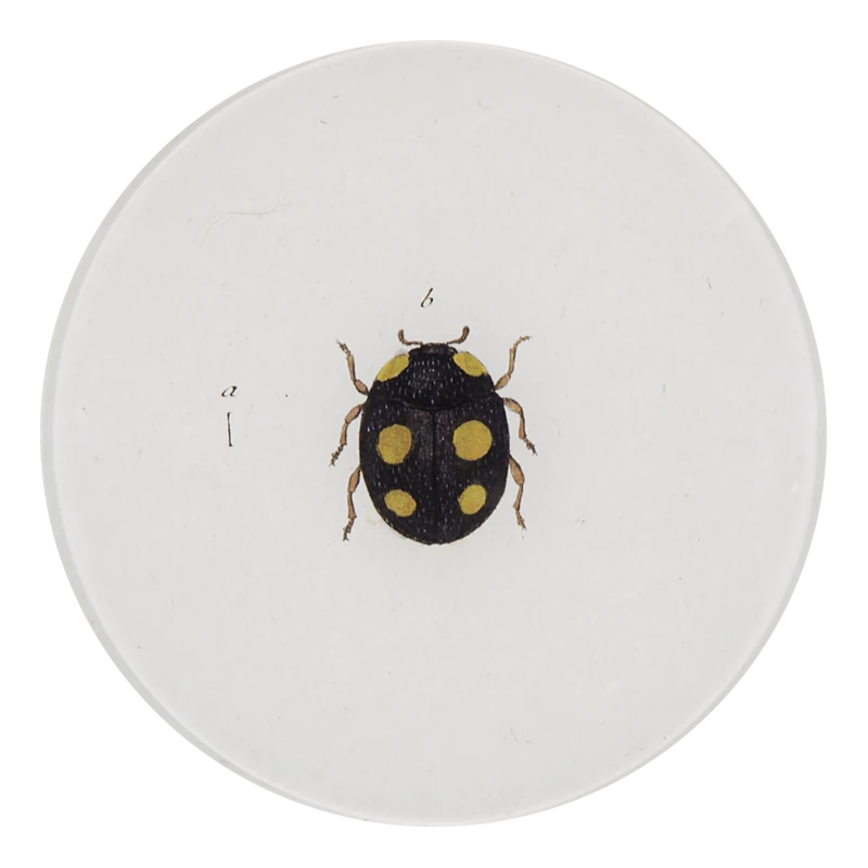 John Derian Decoupage Ladybird (Ladybug) 3 John Derian Decoupage Ladybird (Ladybug)